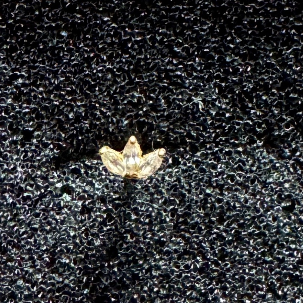 Astrid & Miyu 14k Gold Topaz Marquise Fan